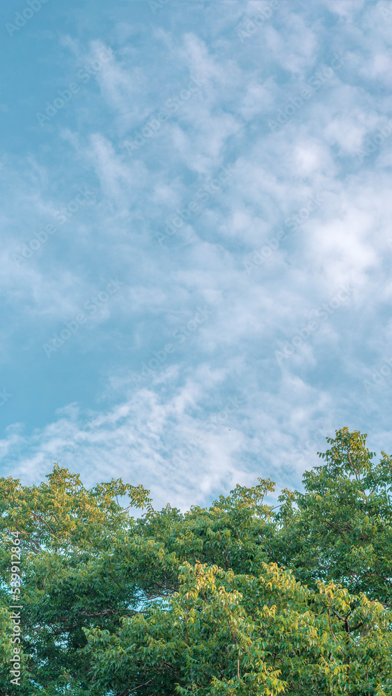 Nature frame deciduous tree top crown plant grow green leaves foliage blue sky cloud sun background Nature frame deciduous tree top crown plant grow green leaves foliage blue sky cloud sun background