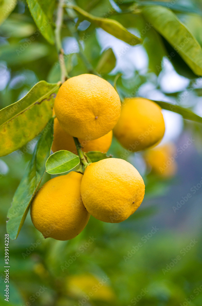 Bunches of fresh yellow ripe lemons on lemon tree branches in garden. 