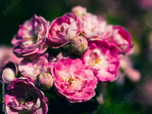 close up of a pink flower