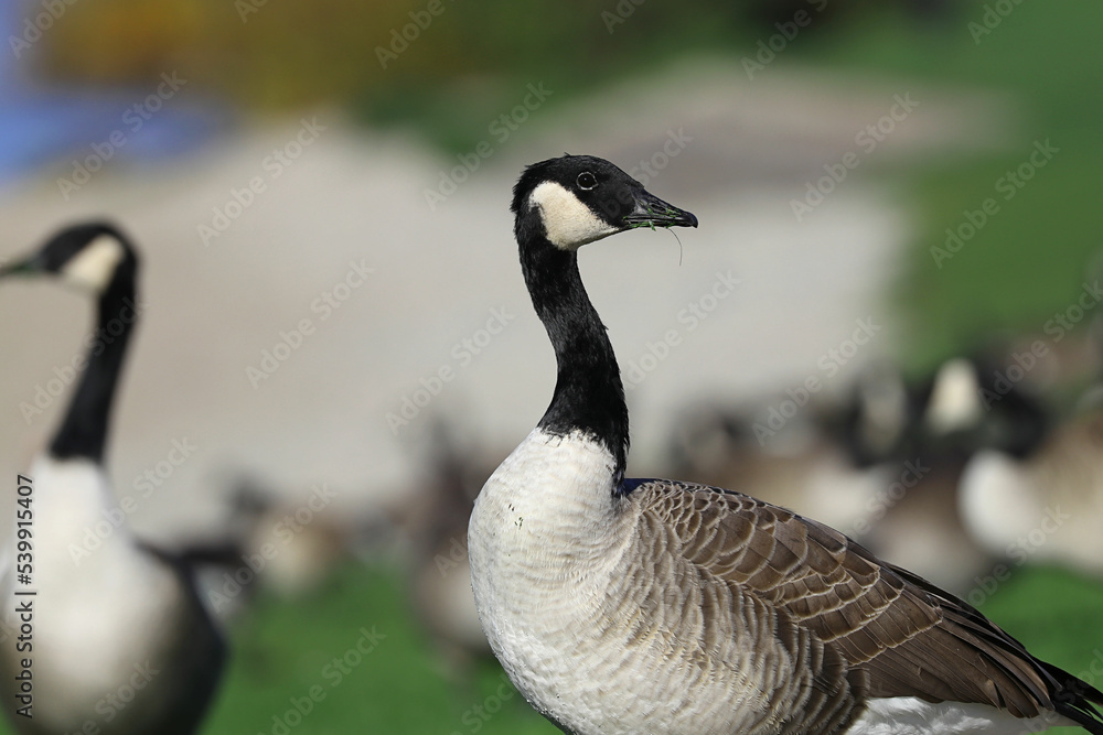 Porträt einer weiblichen Kanadagans beim Weiden Porträt einer weiblichen Kanadagans beim Weiden