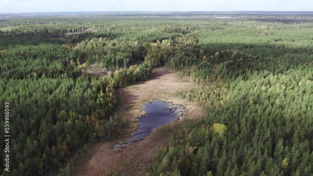 Drone view of coniferous forest with pond in the middle Drone view of coniferous forest with pond in the middle