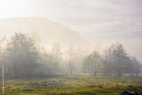 mountainous rural landscape on a misty sunrise. gorgeous fall nature scenery with deciduous forest behind the grassy meadow in hoar. majestic sunny morning in transcarpathia region