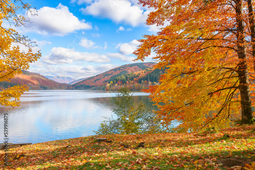 tereblia river reservoir in carpathian mountains. wonderful autumn landscape on a warm sunny afternoon. beech forest on the shore in colorful foliage. popular travel and weekend destination