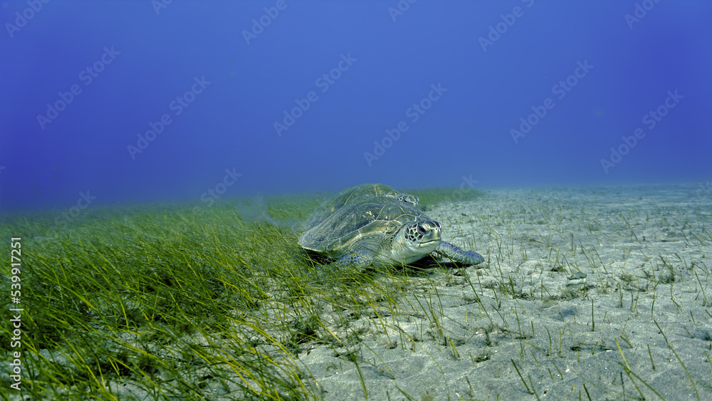 Underwater photo of two large sea turtles eating on the sea grass at the bottom of the sea