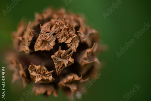 Fir cones on an evergreen conifer in a forest, Close-up of pine cones on a branch in a forest, Christmas concept. Pine cones and fir branches. Dark style, close-up scales of pine cone