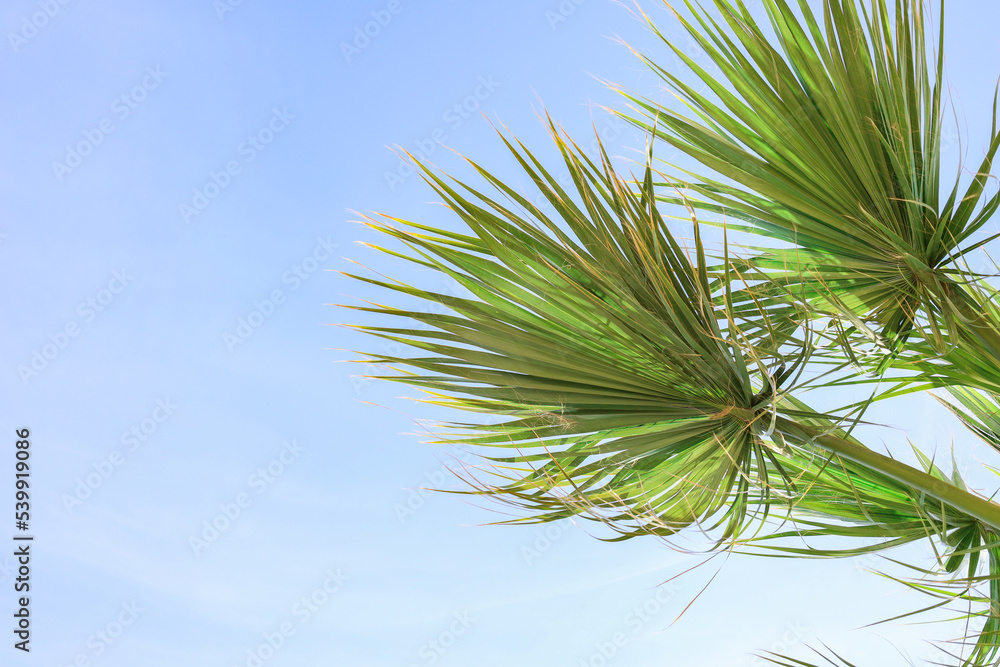 Green palm tree branches against sky background Green palm tree branches against sky background