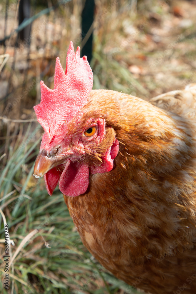chicken head red crest portrait in coop hens house at home garden