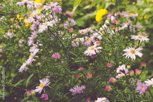 Lots of pink flowers of Michaelmas daisies in October