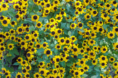 Rudbeckia Fulgida flowers meadow close up. Common name Orange Coneflower.