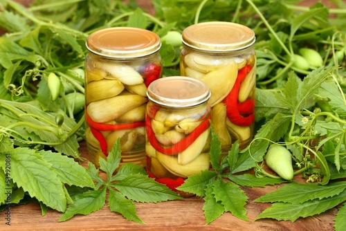 Homemade pickled achocha, Cyclanthera pedata, with chilli peppers. Preserved jars with achocha surrounded by fresh plant of achocha with its fruit.