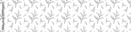 Seamless pattern of green tea leaves, vector illustration. Background hand drawn for print and design. Sketch tea organic food and drink. Outline of plant and tree leaf on a white background
