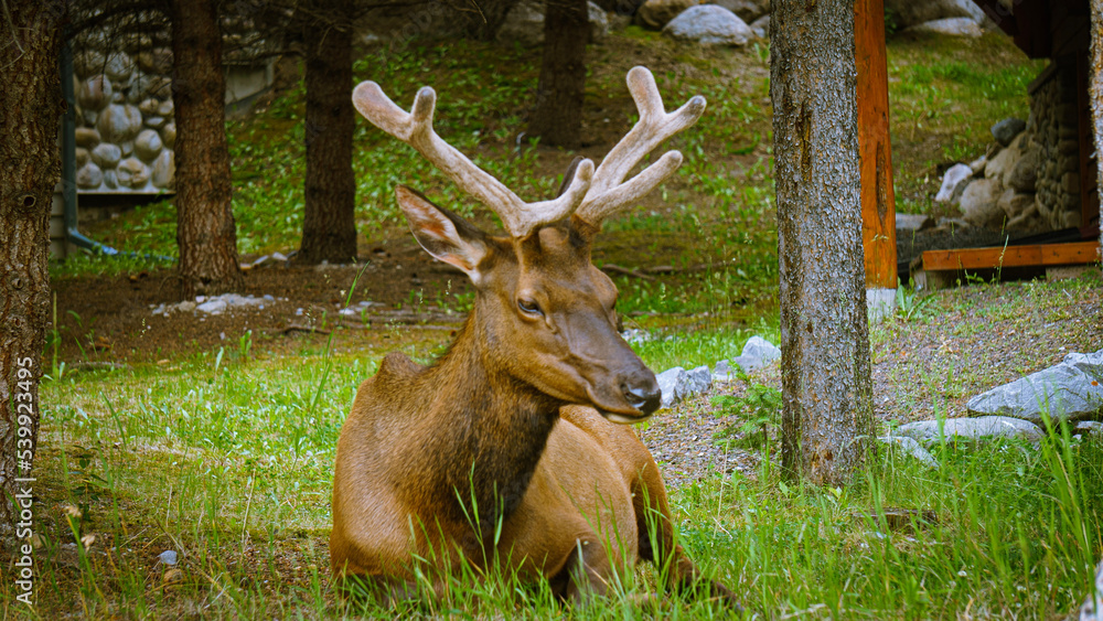 white deer white deer