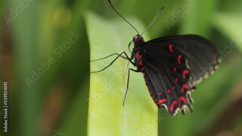 Butterfly on leaf, close up. photo