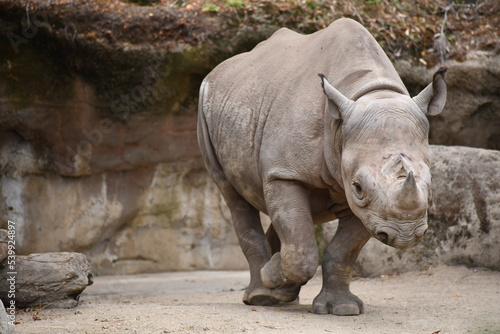 Photo happy rhino strutting about