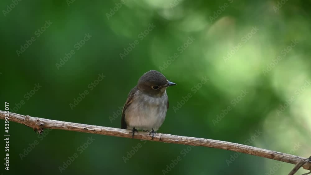Wagging its tail up and down then flaps its wings as it chirps while looking towards the camera, Asian Brown Flycatcher Muscicapa dauurica, Thailand Wagging its tail up and down then flaps its wings as it chirps while looking towards the camera, Asian Brown Flycatcher Muscicapa dauurica, Thailand