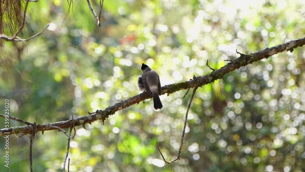 Seen from its back looking towards the morning sun then turns top the right, Sooty-headed Bulbul Pycnonotus aurigaster, Thailand. Seen from its back looking towards the morning sun then turns top the right, Sooty-headed Bulbul Pycnonotus aurigaster, Thailand.