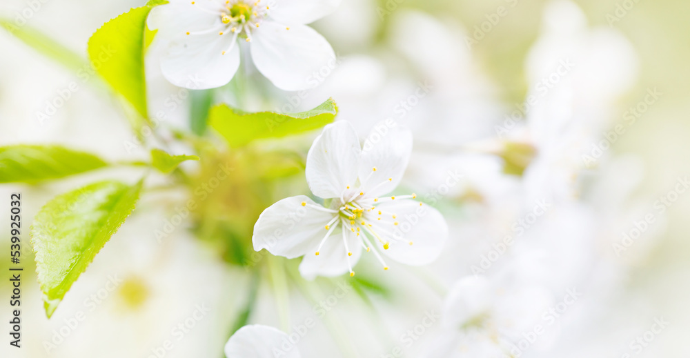 spring background with white cherry flowers outdoor spring background with white cherry flowers outdoor