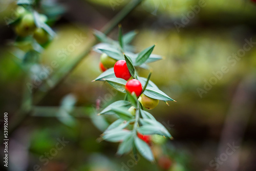 Le fragon ( Ruscus aculeatus ), appelé petit houx, fragon piquant, houx frelon, frelonnette est un sous-arbrisseau au feuillage persistant très décoratif notamment au moment de Noël photo