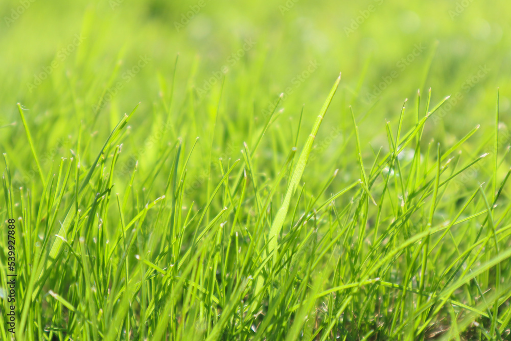 Fresh green grass background in sunny summer day.