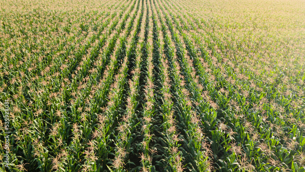Corn fiele plantation,aerial view