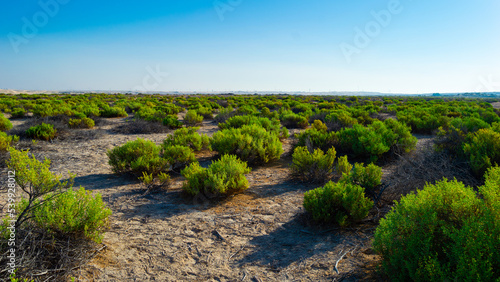 rows of vines in desert