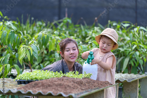 Mother and son toddler boy on organic vegetable farm in summer.Mother with kid Harvesting Organic vegetable Cabbage and purple cabbage carrot on farm at home.Home school kid learning how to vegetable