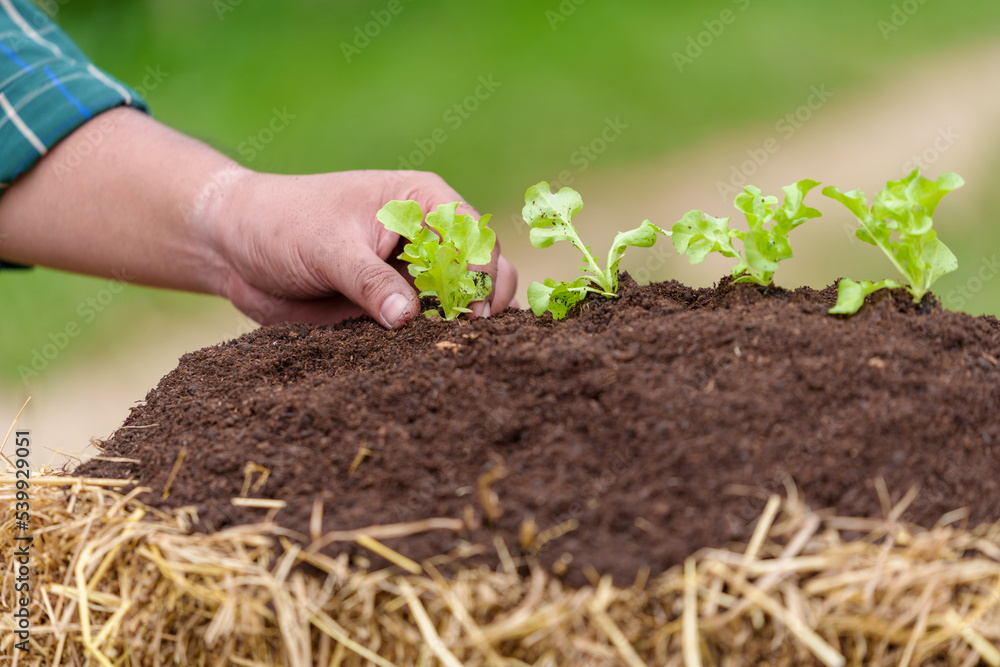 Farmers plant young seedlings of lettuce salad in the vegetable garden. Farmers plant young seedlings of lettuce salad in the vegetable garden.