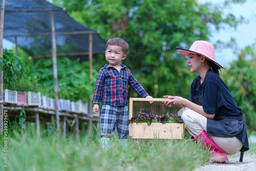 Mother and son toddler boy on organic vegetable farm in summer.Mother with kid Harvesting Organic vegetable Cabbage and purple cabbage carrot on farm at home.Home school kid learning how to vegetable Mother and son toddler boy on organic vegetable farm in summer.Mother with kid Harvesting Organic vegetable Cabbage and purple cabbage carrot on farm at home.Home school kid learning how to vegetable