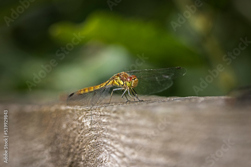 common darter dragonfly resting on wooden rail  © Andrew