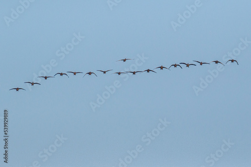 geese flying with blue sky background