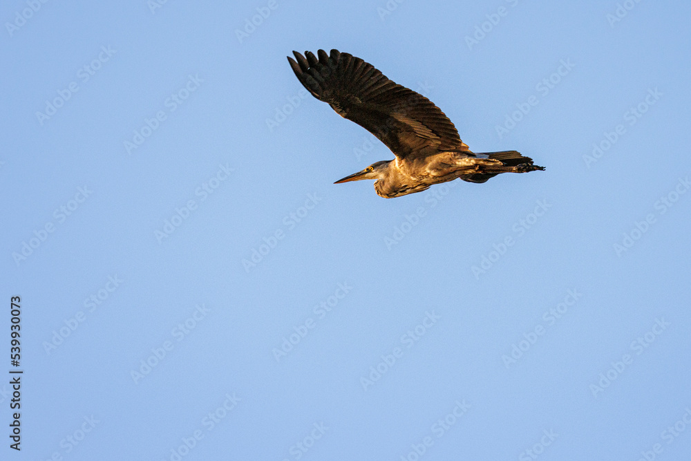 Fototapeta premium heron in flight with blue sky