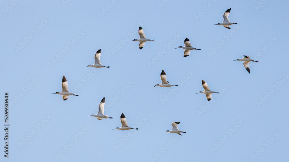 flock of avocets with sky background
