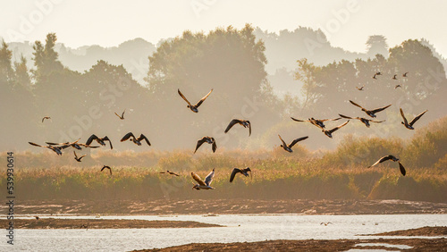 flock of greylag geese over a misty landscape at sunrise