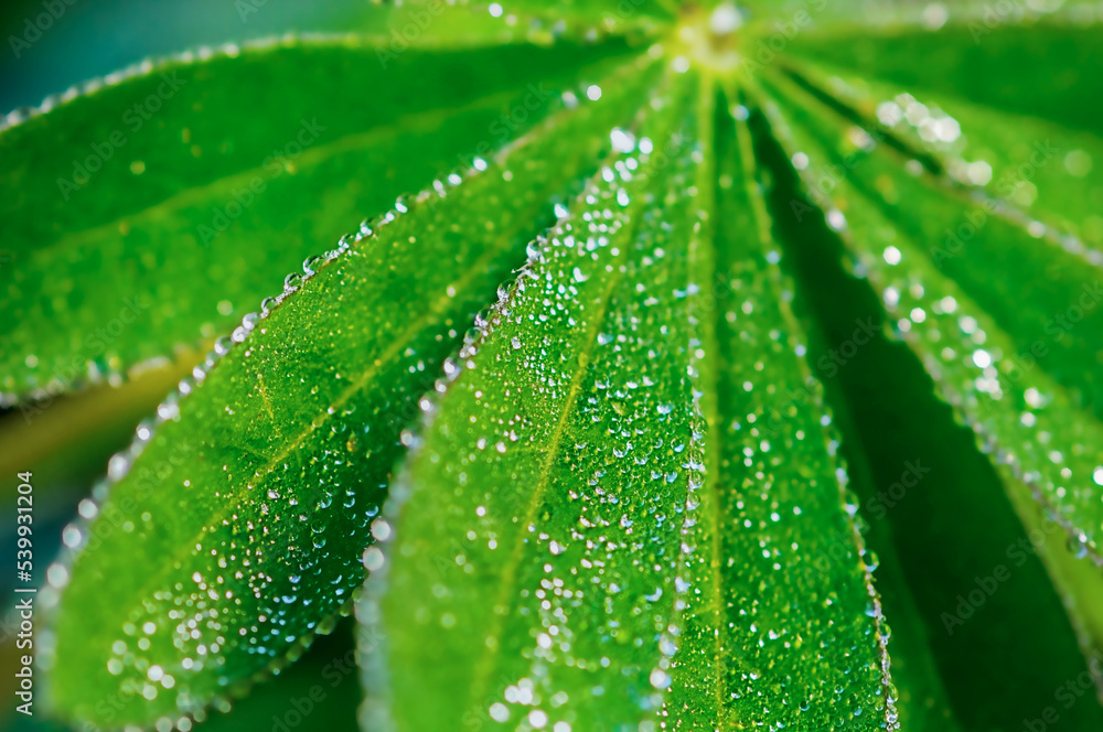 drops of water on a blade of lupine leaf drops of water on a blade of lupine leaf