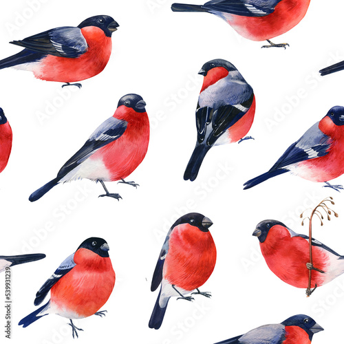 Seamless pattern with birds bullfinches, watercolor illustration