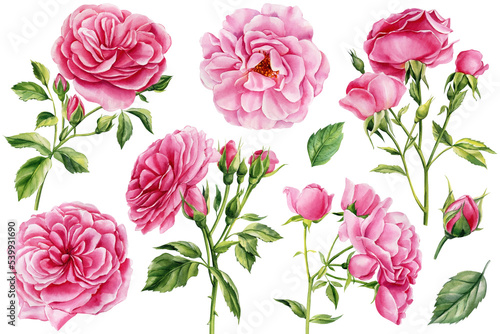 Pink rose flowers  buds and leaves on a white background. Set of watercolor floral elements 
