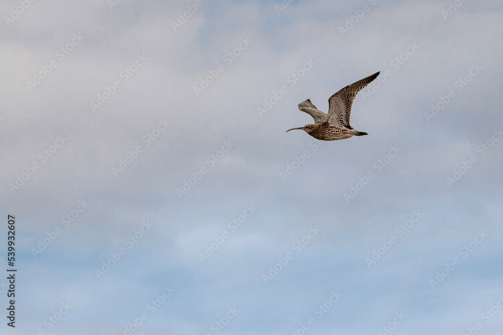 Obraz premium curlew in flight with sky background