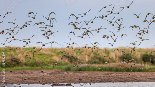flock of golden plover in flight