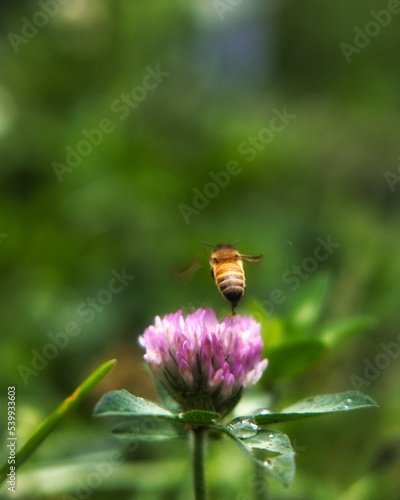 Honeybee takes off from flower after collecting nectar, in Himalayas.  © Nilanjan
