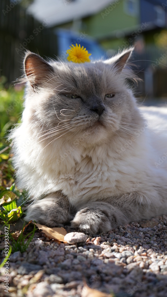 Liegende Müde Schauende Katze mit Blume auf Kopf Liegende Müde Schauende Katze mit Blume auf Kopf