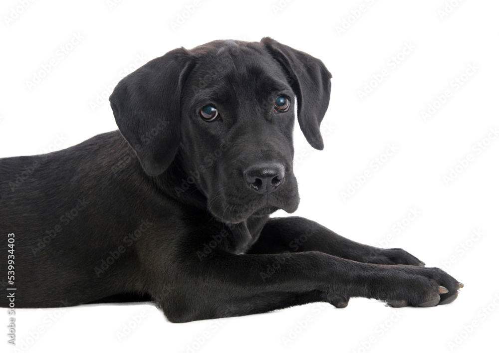 black labrador retriever, png file