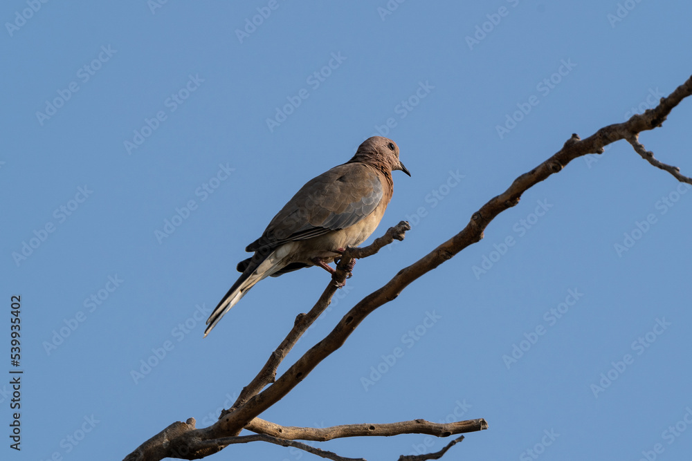 Laughing Dove, Spilopelia senegalensis, slight but common dove