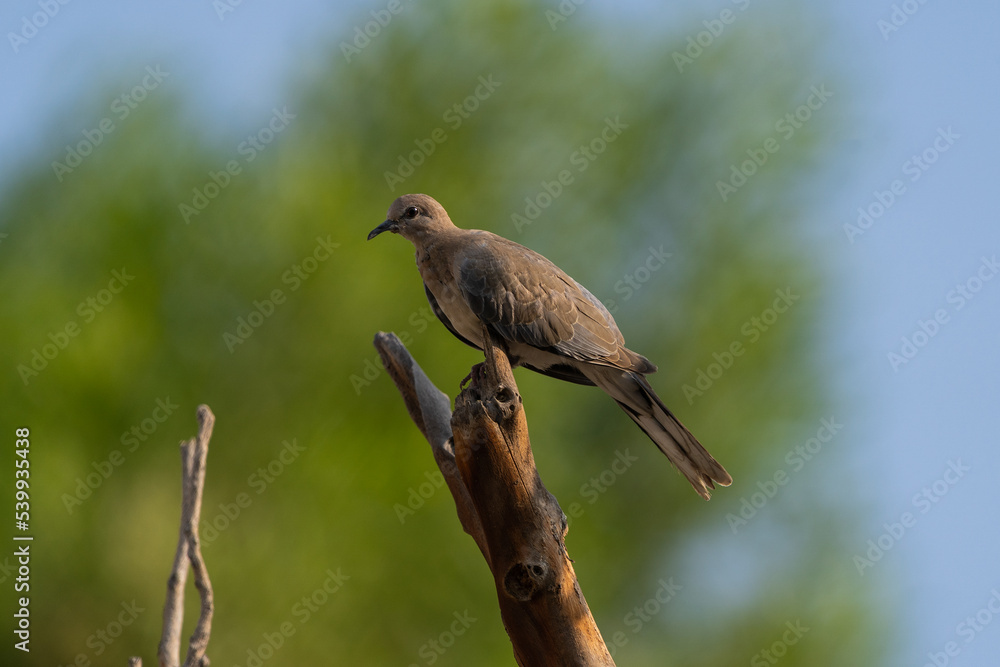 Laughing Dove, Spilopelia senegalensis, slight but common dove