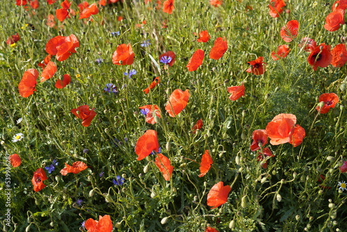 Klatschmohn  Papaver rhoeas   Blumenwiese  Baden-W  rttemberg  Deutschland  Europa