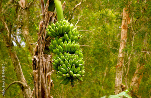 Green banana bunch on tree in the garden
