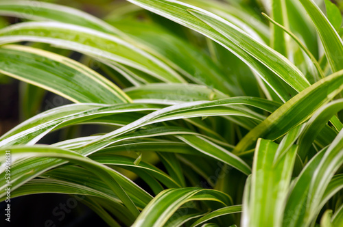 Defocused of Lili paris  Chlorophytum comosum  leaves  often called spider plant