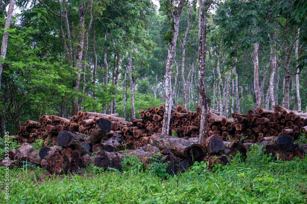 Stack of teak wood in the forest, in Gunung Kidul, Indonesia Stack of teak wood in the forest, in Gunung Kidul, Indonesia
