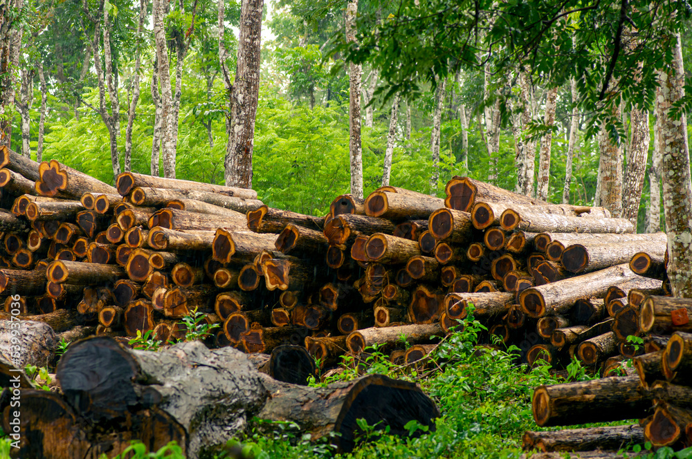 Stack of teak wood in the forest, in Gunung Kidul, Indonesia