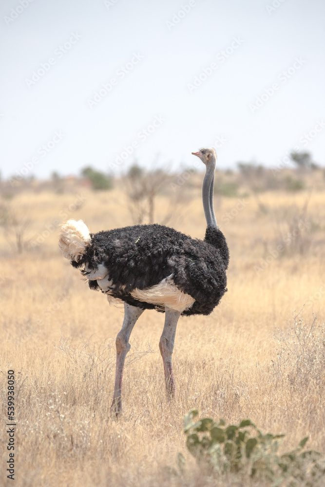 Naklejka premium Staus Im Park 