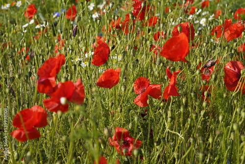 Klatschmohn (Papaver rhoeas), Blumenwiese, Baden-Württemberg, Deutschland, Europa